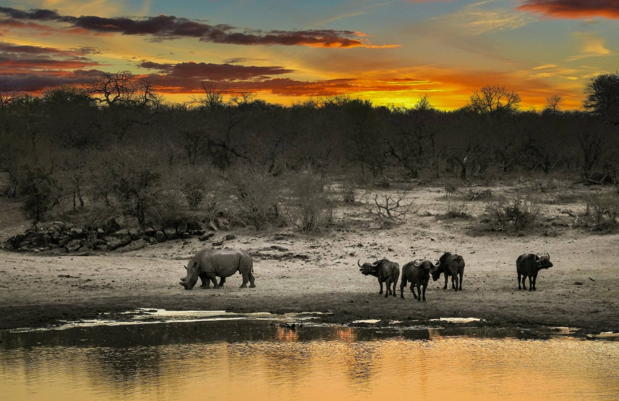 Wildlife viewing during a safari in Southern Africa
